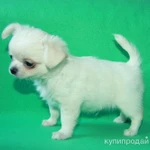 Фото №4 чихуахуа белоснежный мальчик шоу