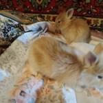 Фото №5 Декоративные кролики