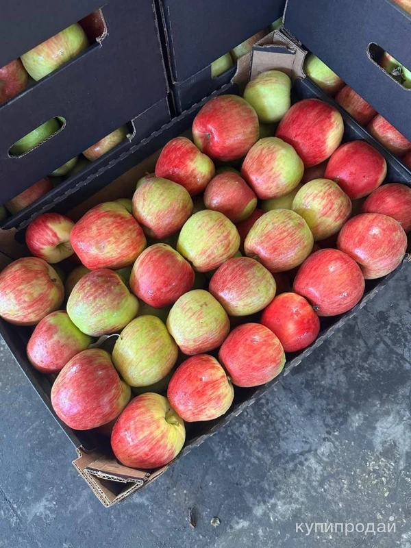 Фото яблоко