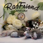 Фото №5 Крысята Дамбо. Декоративная крыса