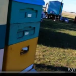 Фото №6 Мёд, трутневой гомогенат, маточное молочко