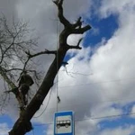 Фото №7 Спил деревьев