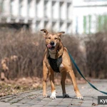 Фото №3 Собачка Нага в дар