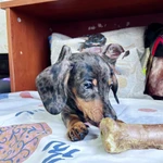 Фото №9 Стандартный кобель таксы