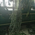 Фото №11 Якорцы стелющиеся, цена за 100 грамм.