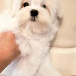 Фото №5 Мальтезе. Щенки Мальтийской болонки. РКФ