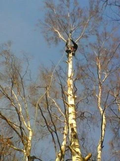 Фото Спил деревьев