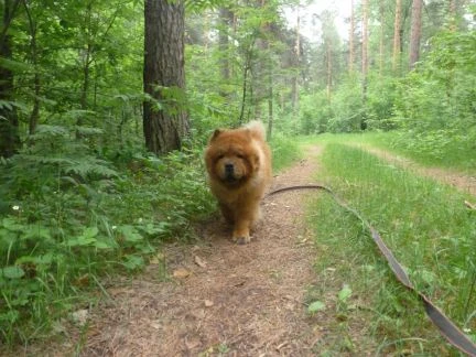 Фото Передержка собак и кошек