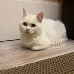 Фото №2 Кошечка-булочка ищет семью