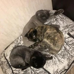 Фото №2 Стрижка кошек (В ОТПУСКЕ ДО 28 СЕНТЯБРЯ)