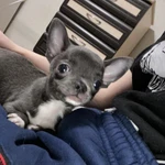 Фото №3 Щенок чихуахуа мини