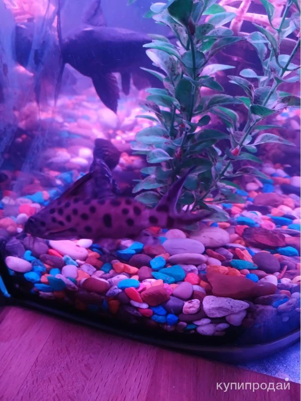 Фото Продам сомов.