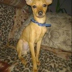 Фото №2 Продам щенков.