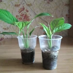 Фото №2 Спатифиллум