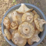 Фото №2 Груздь