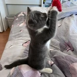 Фото №12 Котенок девочка в добрые руки