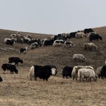 Фото №5 Яки