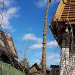 Фото №3 Удаление,бронирование деревьев на вашем участке!