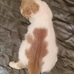 Фото №6 Молоденькая кошечка Белочка в добрые руки