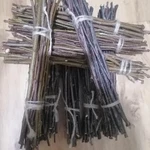 Фото №4 Веточки плодовых деревьев лесных.