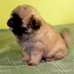 Фото №4 Маленькие комочки счастья