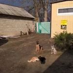 Фото №4 Дрессировка собак всех пород