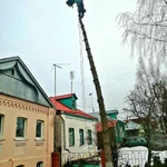 Фото №2 Спил деревьев