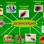 Дезинфекция от насекомых и грызунов