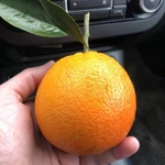 Фото №3 Мандарины из Абхазии урожай 2024