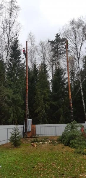 Фото Спил деревьев