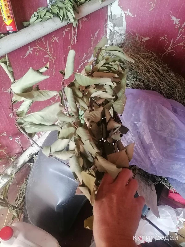 Фото Веточки вишни с листьями.