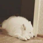 Фото №4 Отдам самоеда