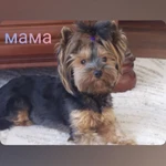 Фото №4 Продажа щенков