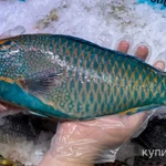 Фото №4 Рыба Попугай 2-4кг