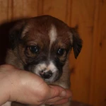 Фото №9 Щеночки в добрые руки. СРОЧНО!