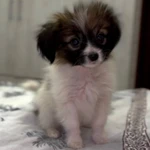 Фото №2 Щенки папильона