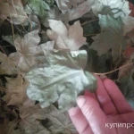 Фото №6 Клён листья. Цена за 100 грамм.