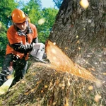 Професиональный спил деревьев