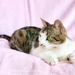 Фото №4 Не просто кошка - королева в добрые руки