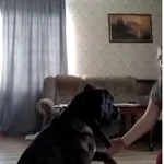 Фото №2 Выгул собак