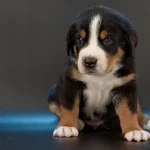 Фото №4 Большой Швейцарский Зенненхунд