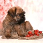 Фото №2 Брюссельские гриффоны Мальчики и Девочки