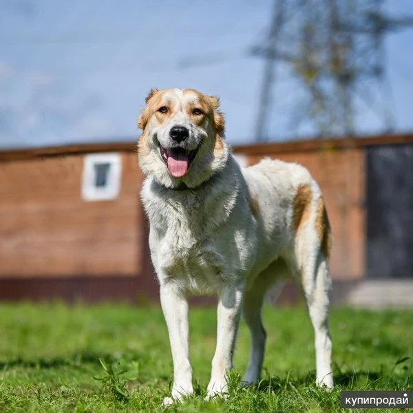 Фото Халва в ответственные руки