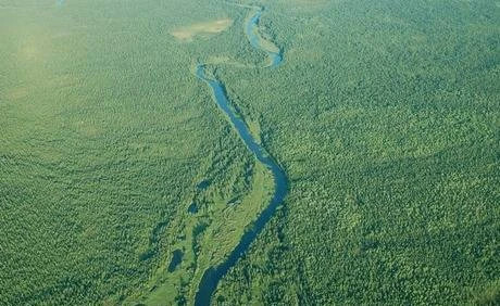 Фото Семена лиственницы сибирская лиственница