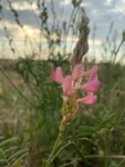 фото Эспарцет СИБНИИК 30 РС1