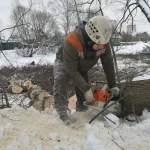 Валка, рубка, обрезка и удаление деревьев в Дмитрове