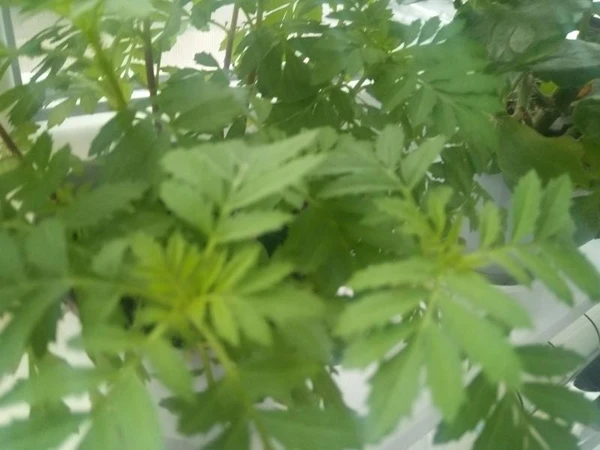 Фото Спил кустов, деревьев, травы.