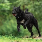 Фото №2 Чёрный богатырь Макс в добрые руки