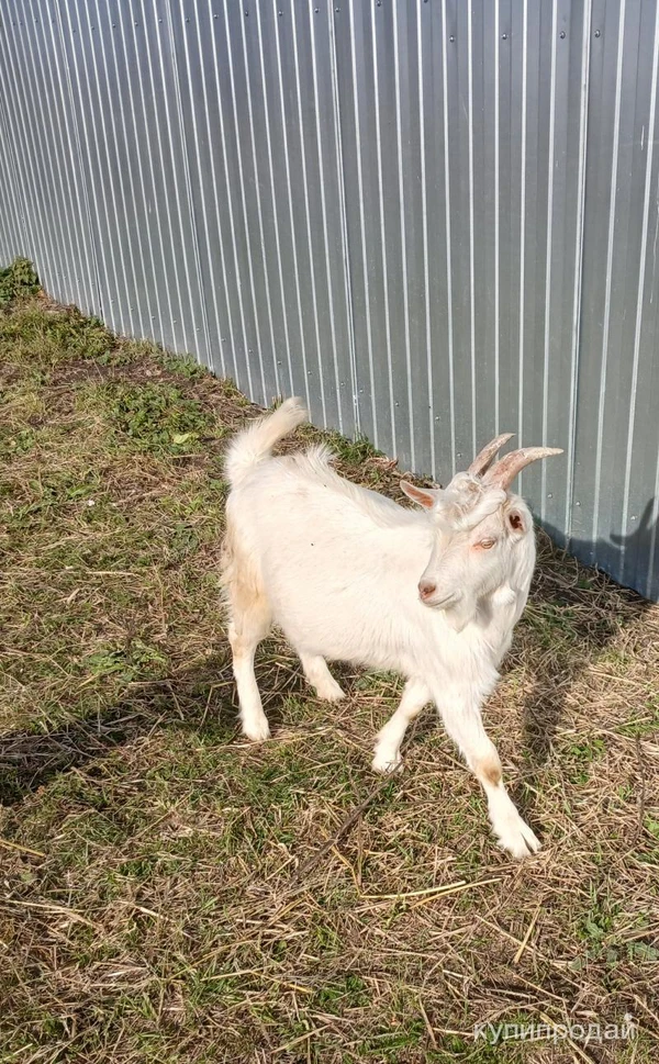 Фото Молодой козлик 7 месяцев