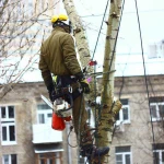 Фото №2 Спил деревьев, угрожающих Вашему имуществу и жизни